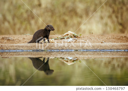 Slender mongoose in Greater Kruger National park, South Africa 138468797