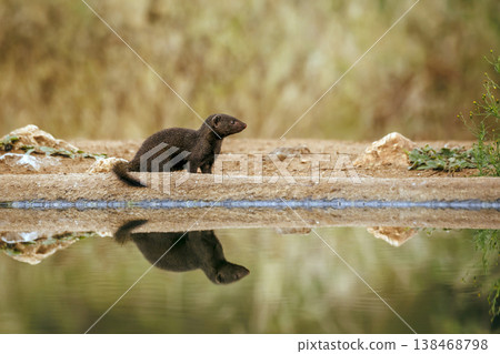 Slender mongoose in Greater Kruger National park, South Africa Slender mongoose in Greater Kruger National park, South Africa 138468798