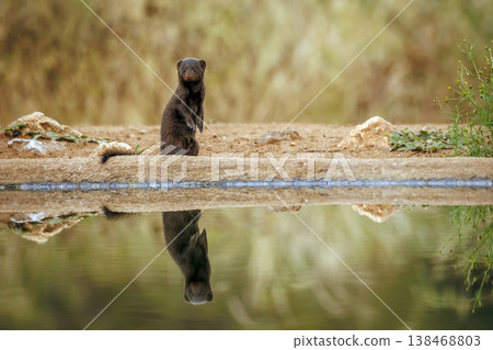Slender mongoose in Greater Kruger National park, South Africa 138468803