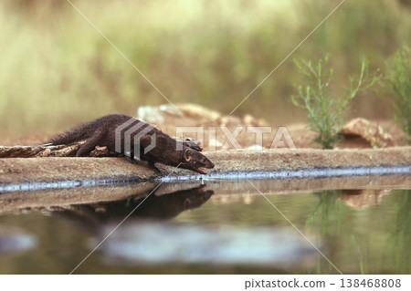Slender mongoose in Greater Kruger National park, South Africa 138468808