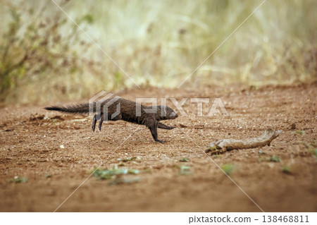 Slender mongoose in Greater Kruger National park, South Africa Slender mongoose in Greater Kruger National park, South Africa 138468811