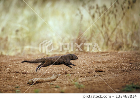 Slender mongoose in Greater Kruger National park, South Africa Slender mongoose in Greater Kruger National park, South Africa 138468814