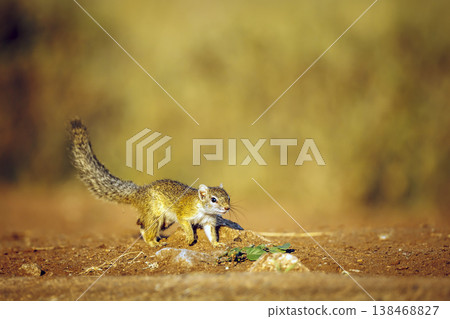 Smith bush squirrel in Greater Kruger National park, South Africa Smith bush squirrel in Greater Kruger National park, South Africa 138468827