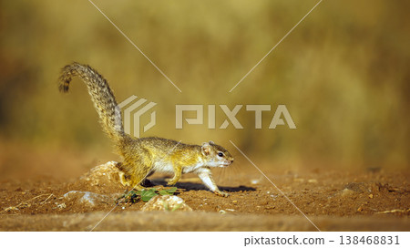 Smith bush squirrel in Greater Kruger National park, South Africa Smith bush squirrel in Greater Kruger National park, South Africa 138468831