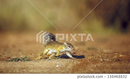 Smith bush squirrel in Greater Kruger National park, South Africa Smith bush squirrel in Greater Kruger National park, South Africa 138468832