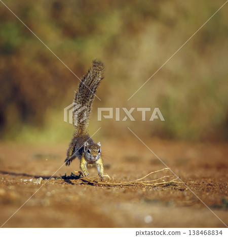 Smith bush squirrel in Greater Kruger National park, South Africa Smith bush squirrel in Greater Kruger National park, South Africa 138468834