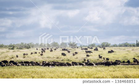 African buffalo in Kruger National park, South Africa 138468851