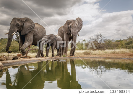 African bush elephant in Greater Kruger National park, South Africa African bush elephant in Greater Kruger National park, South Africa 138468854