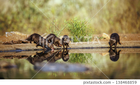 Common dwarf mongoose in Greater Kruger National park, South Africa Common dwarf mongoose in Greater Kruger National park, South Africa 138468859