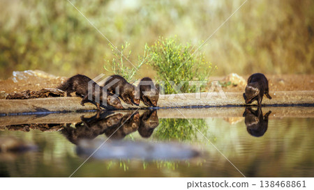 Common dwarf mongoose in Greater Kruger National park, South Africa Common dwarf mongoose in Greater Kruger National park, South Africa 138468861
