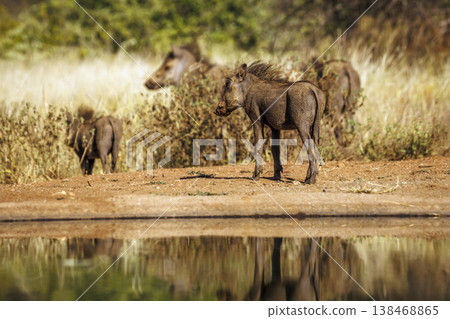 Common warthog in greater Kruger National park, South Africa Common warthog in greater Kruger National park, South Africa 138468865