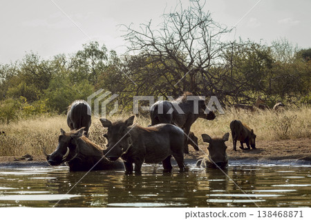 Common warthog in greater Kruger National park, South Africa Common warthog in greater Kruger National park, South Africa 138468871