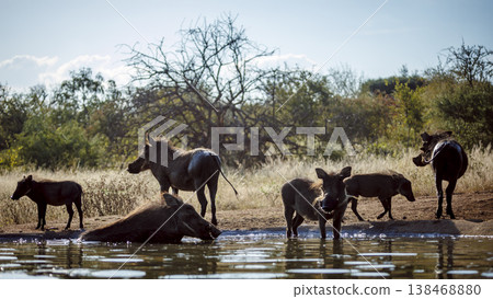 Common warthog in greater Kruger National park, South Africa Common warthog in greater Kruger National park, South Africa 138468880