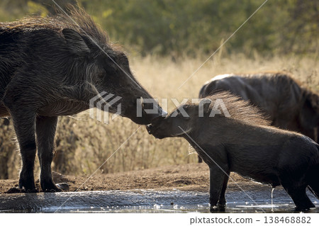 Common warthog in greater Kruger National park, South Africa Common warthog in greater Kruger National park, South Africa 138468882