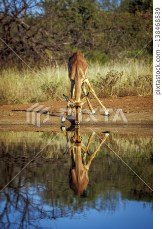 Common Impala in Kruger National park, South Africa 138468889