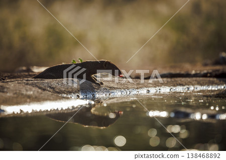 Slender mongoose in Greater Kruger National park, South Africa Slender mongoose in Greater Kruger National park, South Africa 138468892
