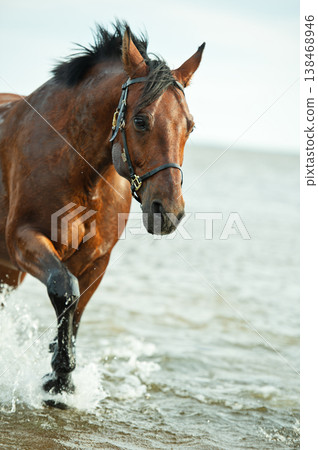 portrait of bay horse swimming and playing in gulf at cloudy evening. close up portrait of bay horse swimming and playing in gulf at cloudy evening. close up 138468946
