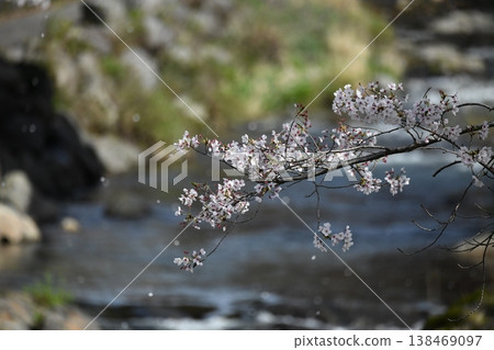 春天,櫻花飄落的時候。 春天,櫻花飄落的時候。 138469097