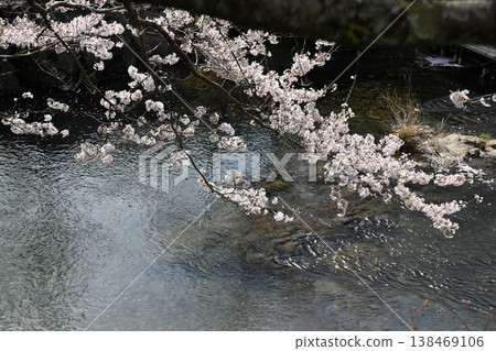 Cherry blossom 138469106