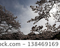 Cherry blossoms in full bloom shining in the blue sky 138469169