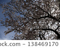 Looking up at the cherry blossoms 138469170