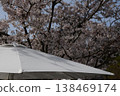 Parasol under the cherry blossoms 138469174