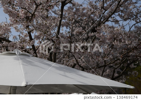 Parasol under the cherry blossoms Parasol under the cherry blossoms 138469174