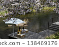 Scenery with cherry blossoms 138469176
