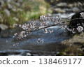 Cherry blossoms blooming in the stream of the river 138469177