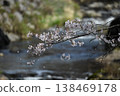 Cherry blossoms blooming in the stream of the river 138469178