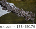 Cherry blossoms on the river 138469179