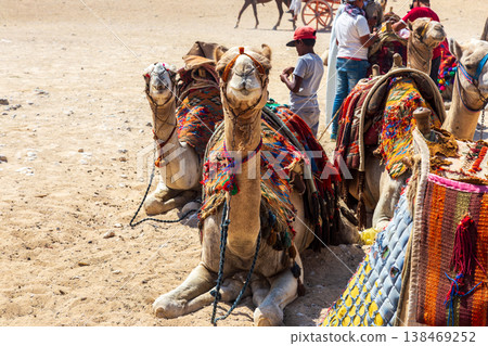 Camels draped in colorful ribbons resting under the blazing sun at the Egyptian pyramids. Camels draped in colorful ribbons resting under the blazing sun at the Egyptian pyramids. 138469252