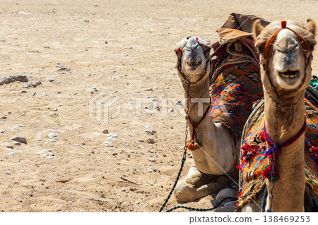 Camels draped in colorful ribbons resting under the blazing sun at the Egyptian pyramids. Camels draped in colorful ribbons resting under the blazing sun at the Egyptian pyramids. 138469253