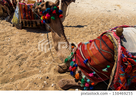 Camels draped in colorful ribbons resting under the blazing sun at the Egyptian pyramids. Camels draped in colorful ribbons resting under the blazing sun at the Egyptian pyramids. 138469255