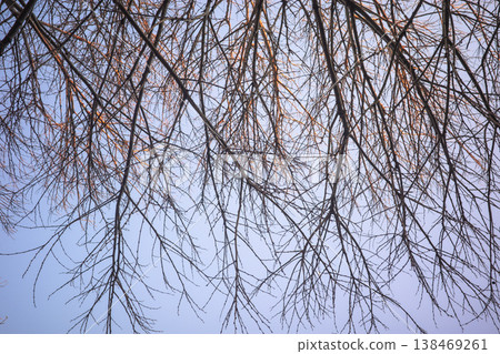 Bare tree branches against sky background Bare tree branches against sky background 138469261