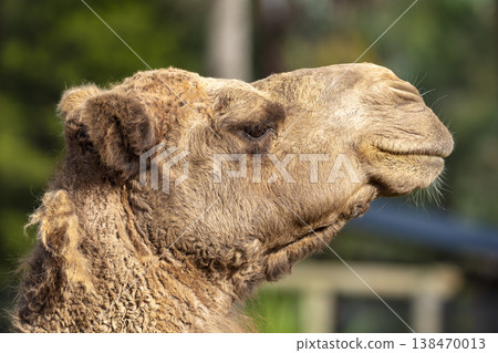Photograph of a close-up view of the head of a large Camel Photograph of a close-up view of the head of a large Camel 138470013