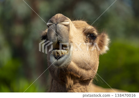 Photograph of a close-up view of the head of a large Camel Photograph of a close-up view of the head of a large Camel 138470016