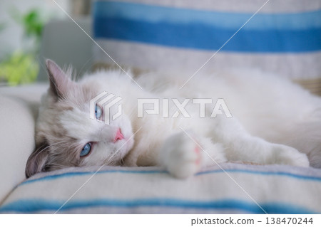 9 months old male ragdoll kitten lying on the couch, domestic cat 9 months old male ragdoll kitten lying on the couch, domestic cat 138470244