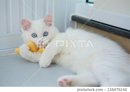 3 months old, ragdoll kitten playing with cat toy, domestic cat 3 months old, ragdoll kitten playing with cat toy, domestic cat 138470248