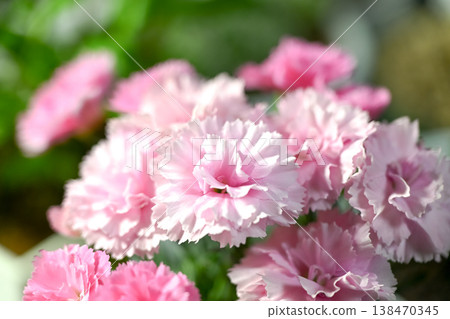 Carnation  138470345
