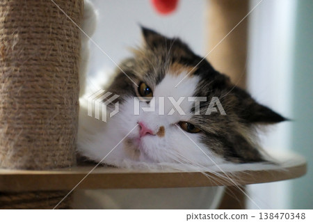 Close up of cute fluffy white cat with lazy pose, in clear bowl on cat tree. Close up of cute fluffy white cat with lazy pose, in clear bowl on cat tree. 138470348
