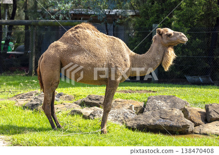 Photograph of a Camel standing in a grassy field Photograph of a Camel standing in a grassy field 138470408