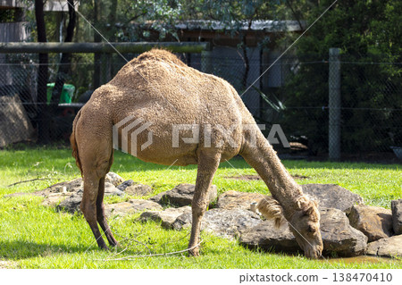 Photograph of a Camel standing in a grassy field Photograph of a Camel standing in a grassy field 138470410