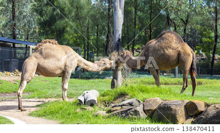 Photograph of a Camel standing in a grassy field Photograph of a Camel standing in a grassy field 138470411