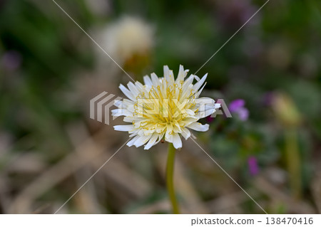White banana dandelion White banana dandelion 138470416