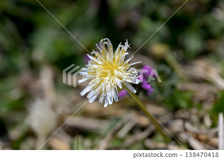 White banana dandelion White banana dandelion 138470418