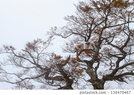 Autumn Beech Trees in Taipingshan National Forest, Taiwan 138470467