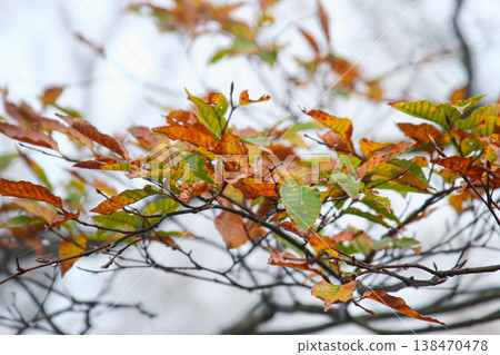 Autumn Beech Leaves in Taipingshan Yilan Taiwan Autumn Beech Leaves in Taipingshan Yilan Taiwan 138470478