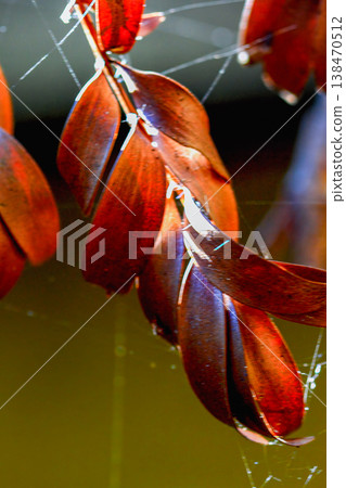 Red Leaves in Hwataoyao Garden Miaoli Taiwan 138470512