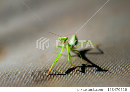 Green Praying Mantis in Hwataoyao Garden Miaoli Taiwan Green Praying Mantis in Hwataoyao Garden Miaoli Taiwan 138470516